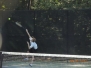 2015 Robinson Wednesday Singles
